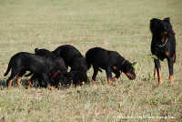 Les Loupiots de N'Ours Noir et Feu